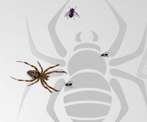 Fly Catcher - miniatura gry