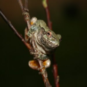 Gray Treefrog Jigsaw Puzzle - miniatura gry