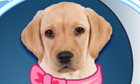 My Dog Quiz - miniatura gry